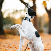 Glossy Black Dog Lead