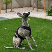 Czarny Y-Harness 