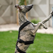 Czarny Y-Harness 