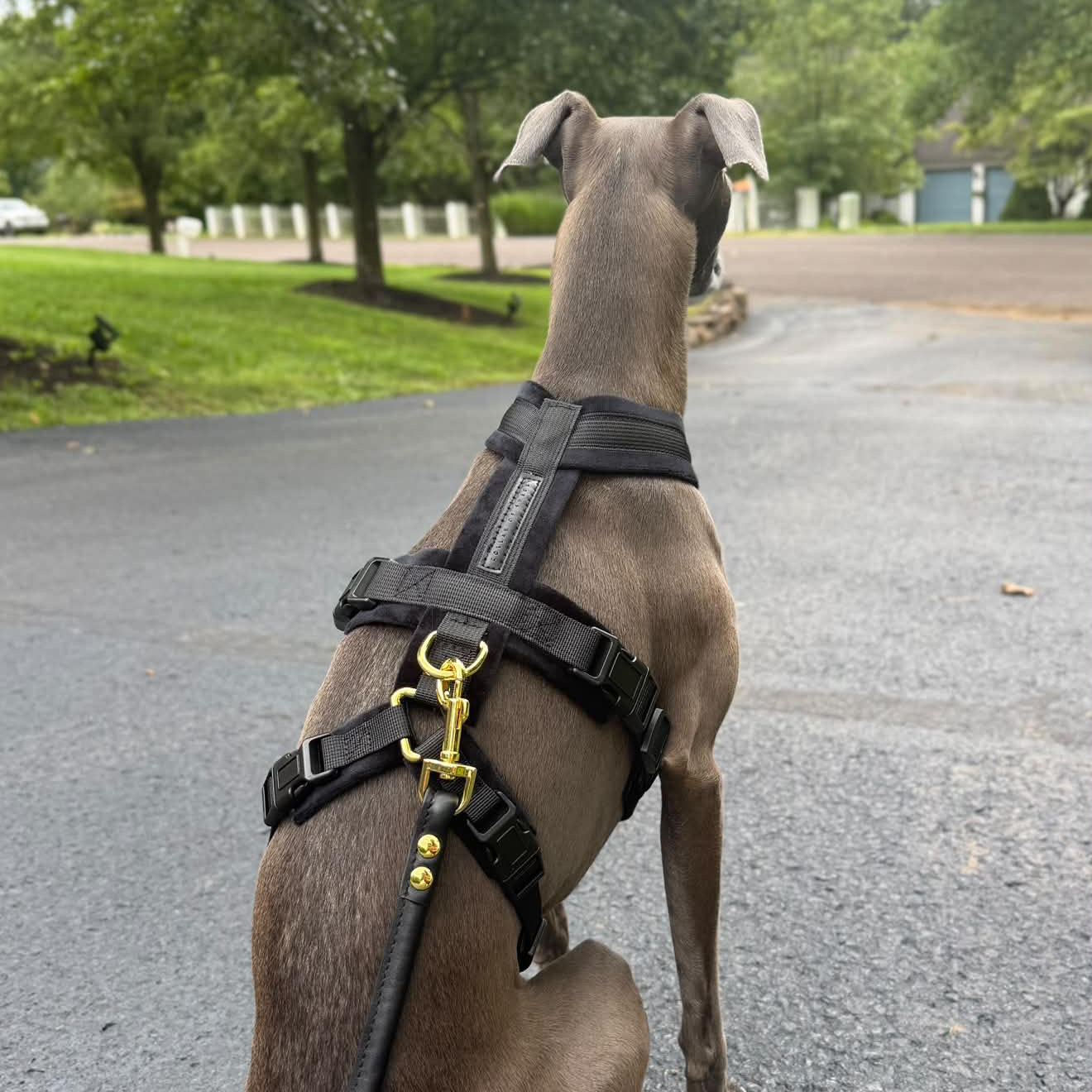 Czarny Y-Harness 