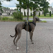 Czarny Y-Harness 