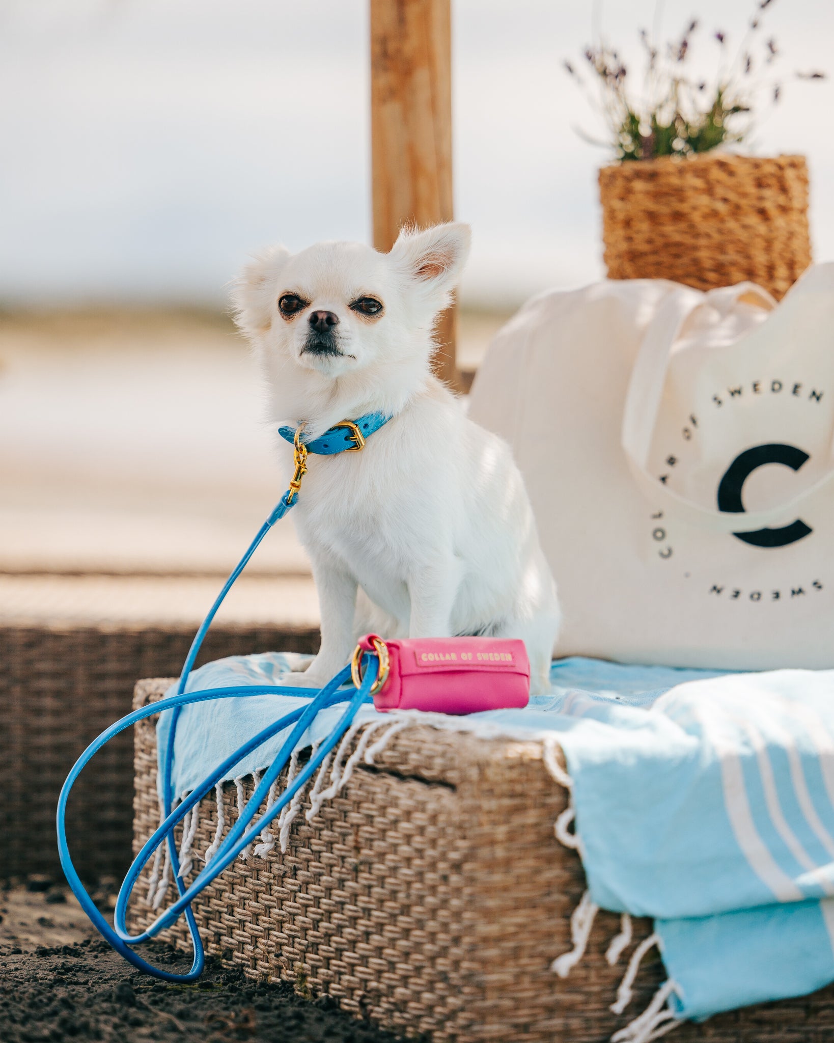 Neon Blue Dog Collar Thin - Niebieski obroża dla psa - cienki
