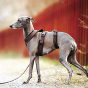 Ciemnobrązowy Y-Harness XS