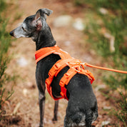 Koniakowy Y-Harness XS