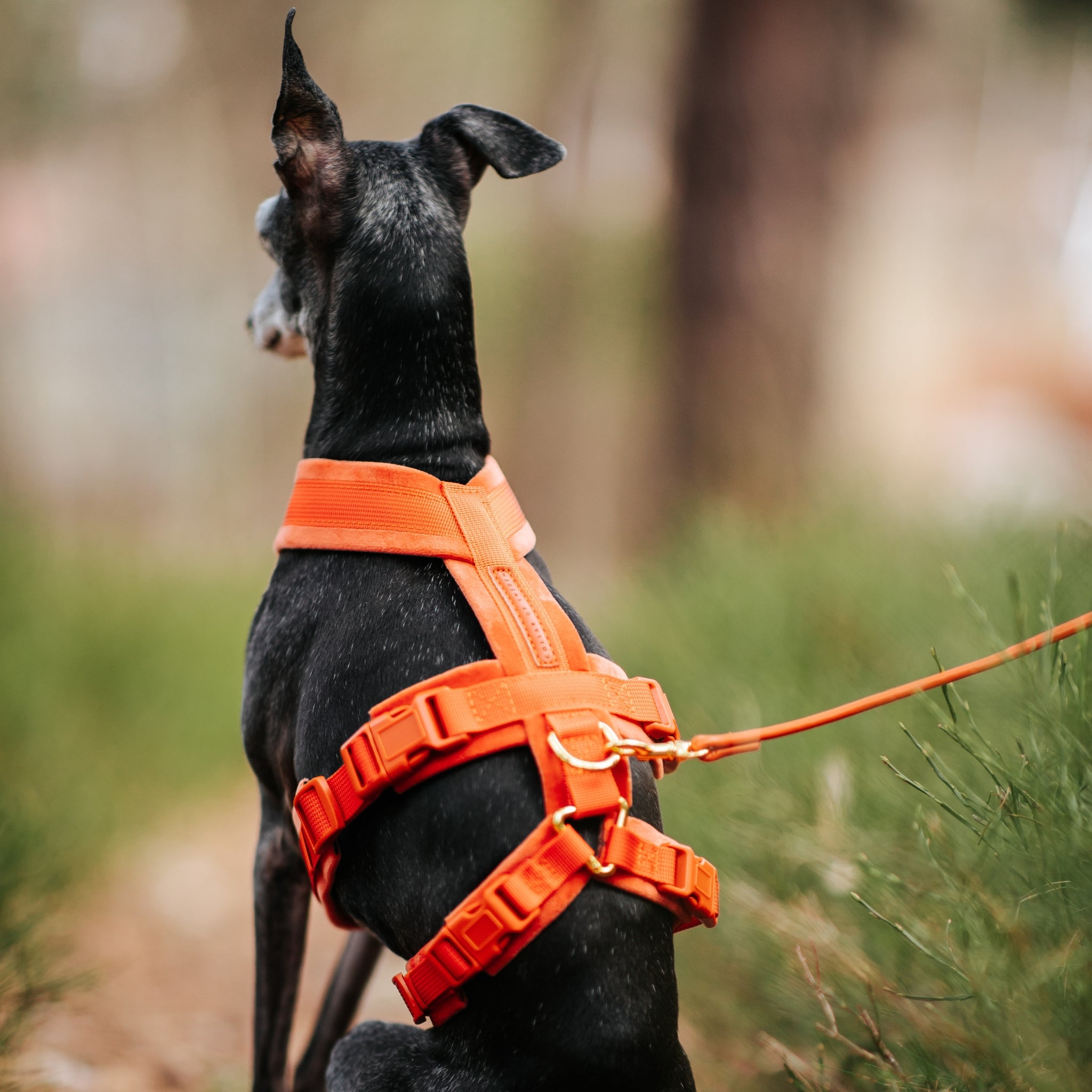 Koniakowy Y-Harness XS