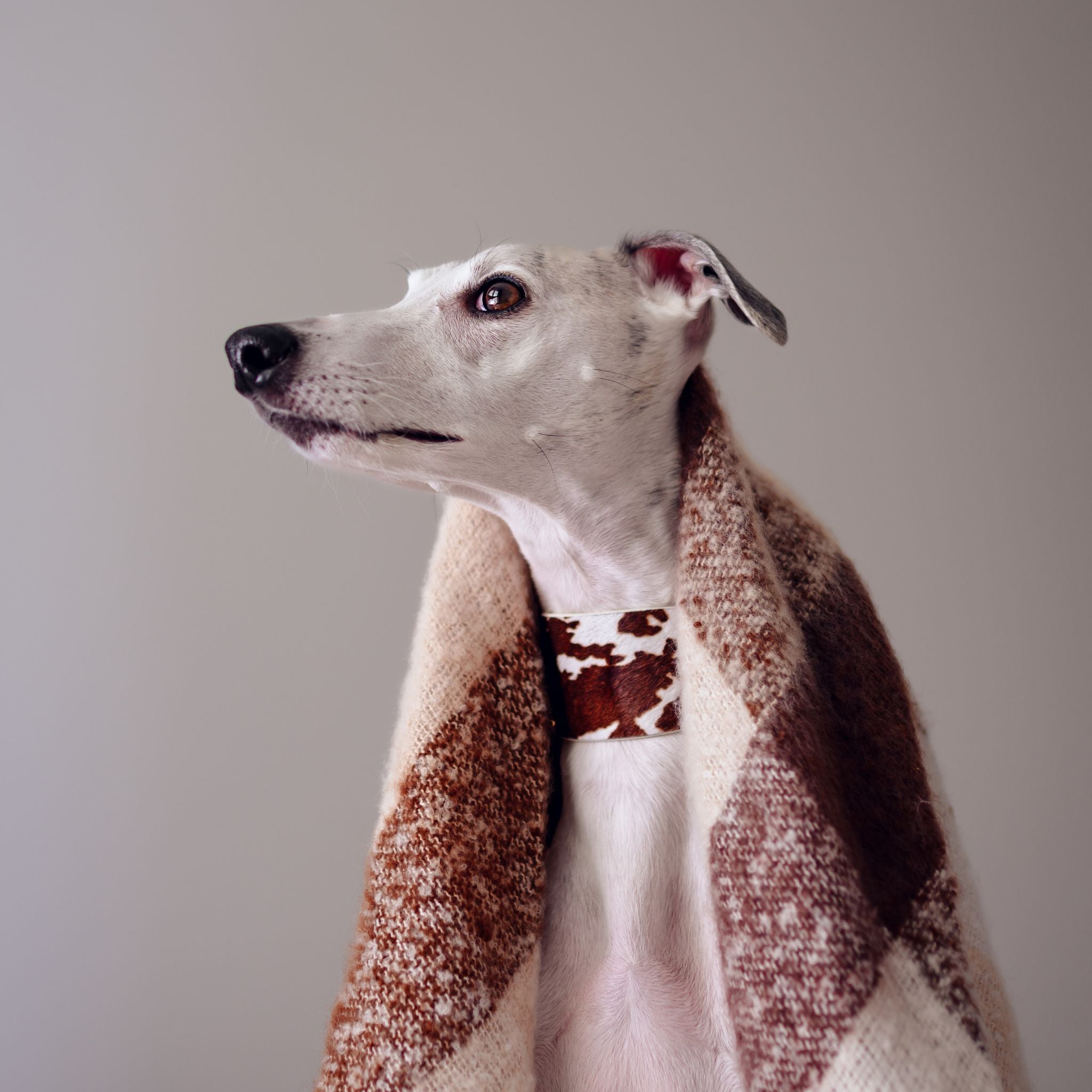 Szeroki obroża dla psa z motywem krowy