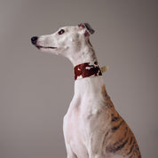 Szeroki obroża dla psa z motywem krowy