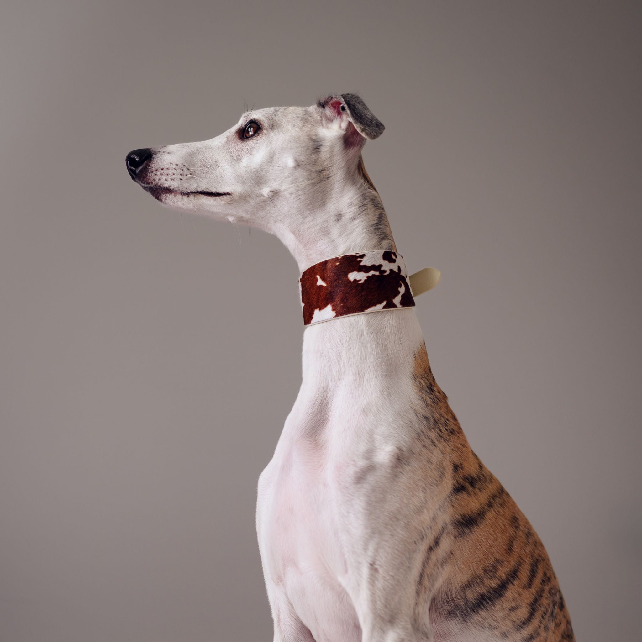 Szeroki obroża dla psa z motywem krowy