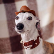 Szeroki obroża dla psa z motywem krowy