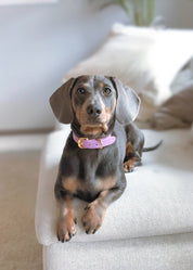 Fioletowy Obroża Dla Psów Wąska