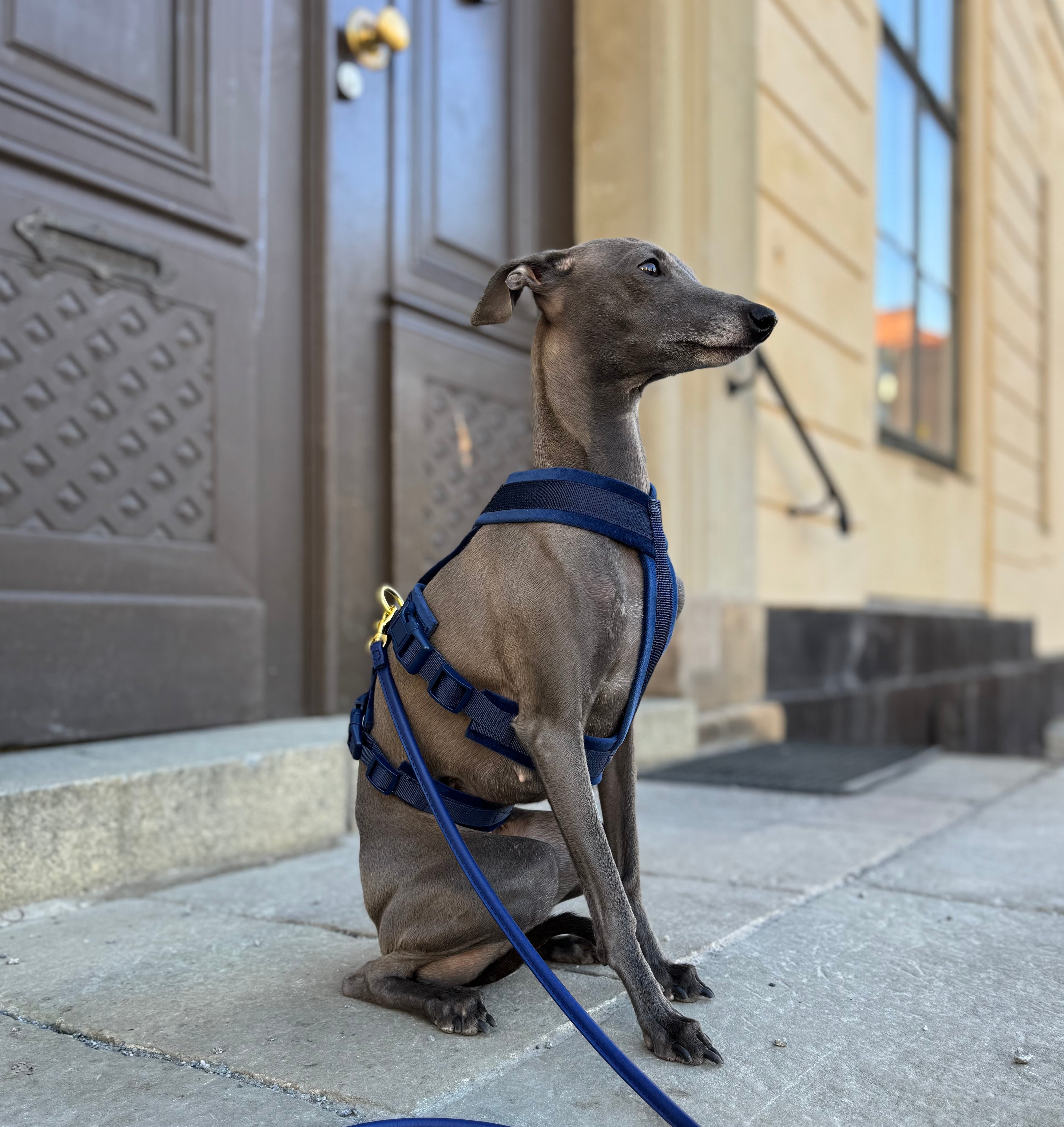Ciemnoniebieski Y-Harness XS
