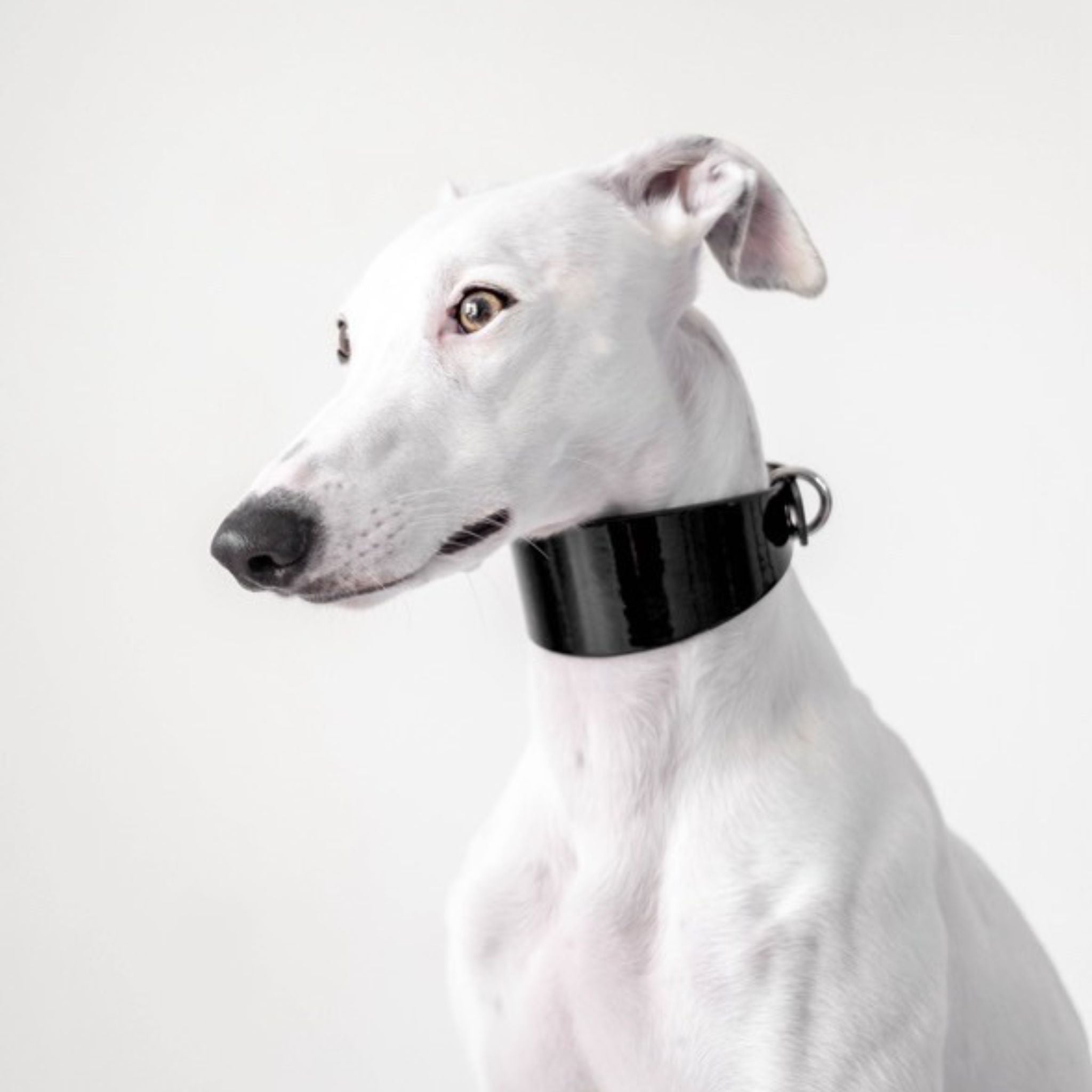 glossy-black-white_whippet.jpg
