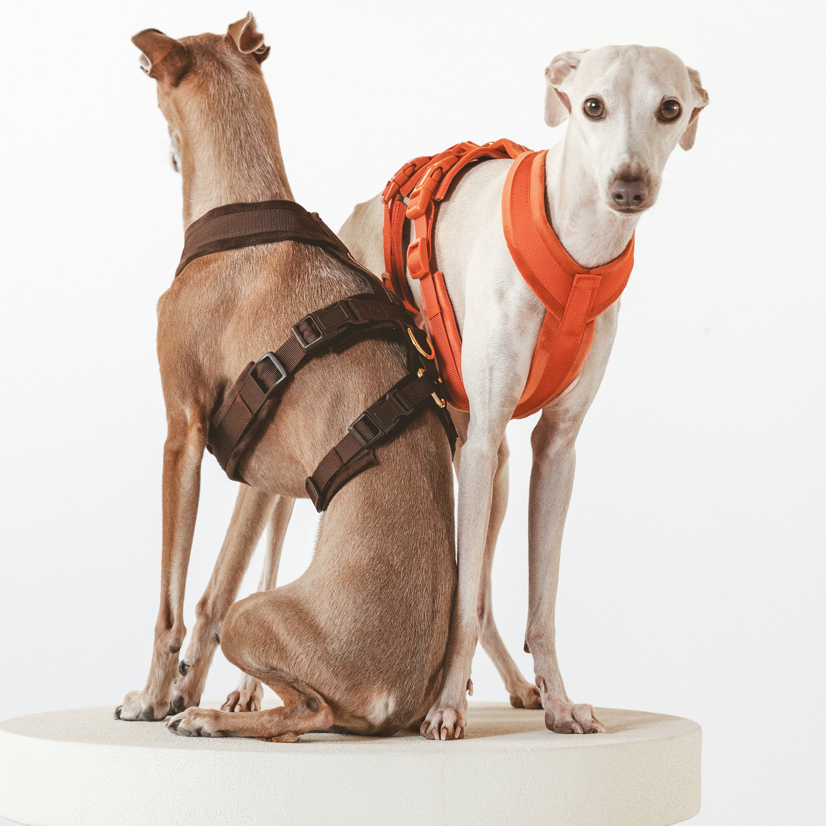 harnesses-cognac-coffee-brown-card-image.jpg