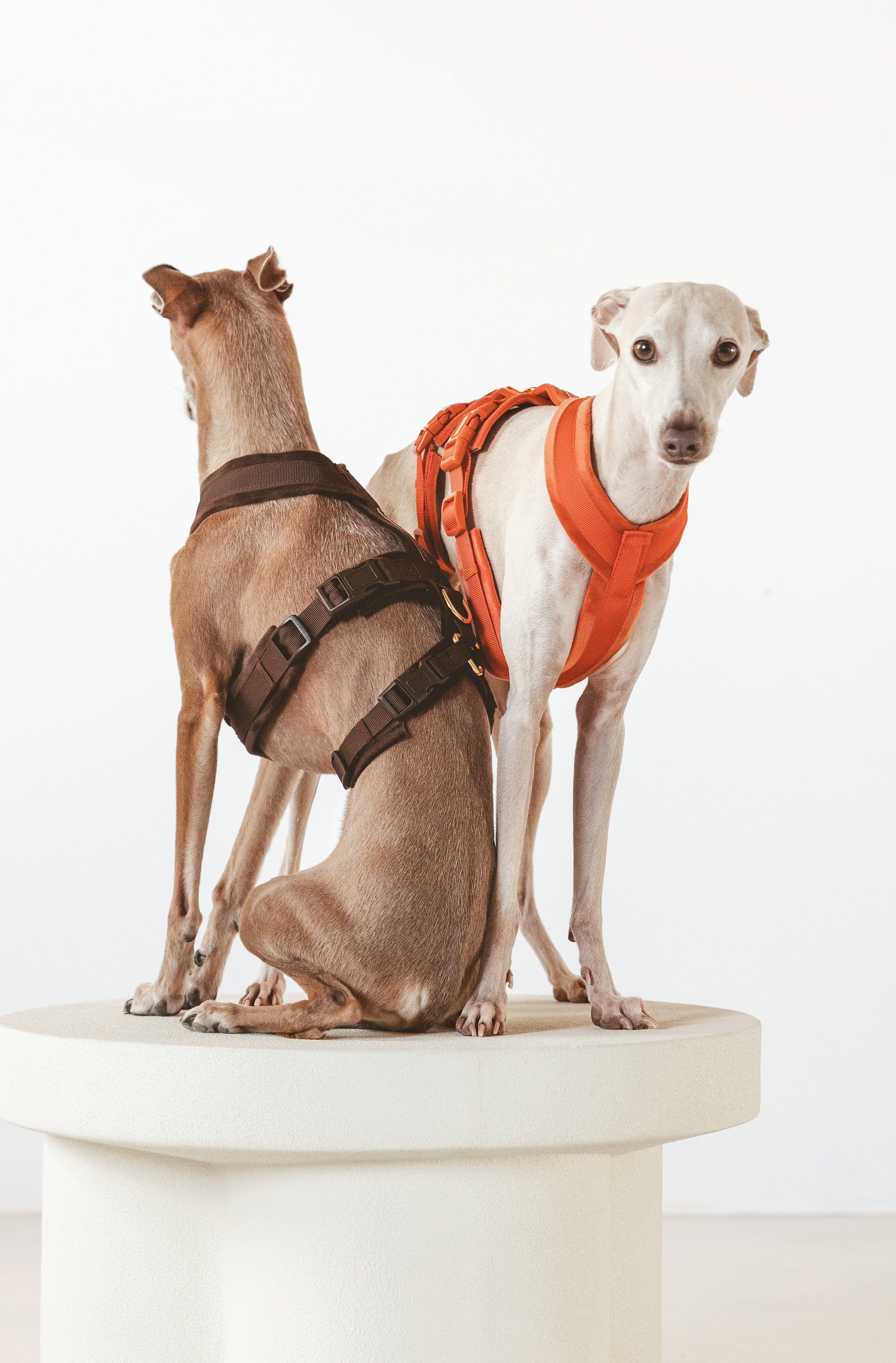 Koniakowy Y-Harness XS