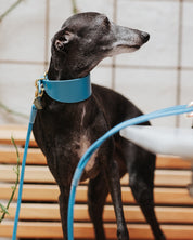 Neon Blue Dog Collar Wide