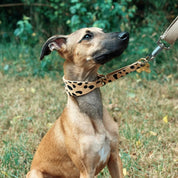 Pasek dla psa Leopard Dog Martingale Wide