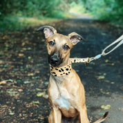 Pasek dla psa Leopard Dog Martingale Wide