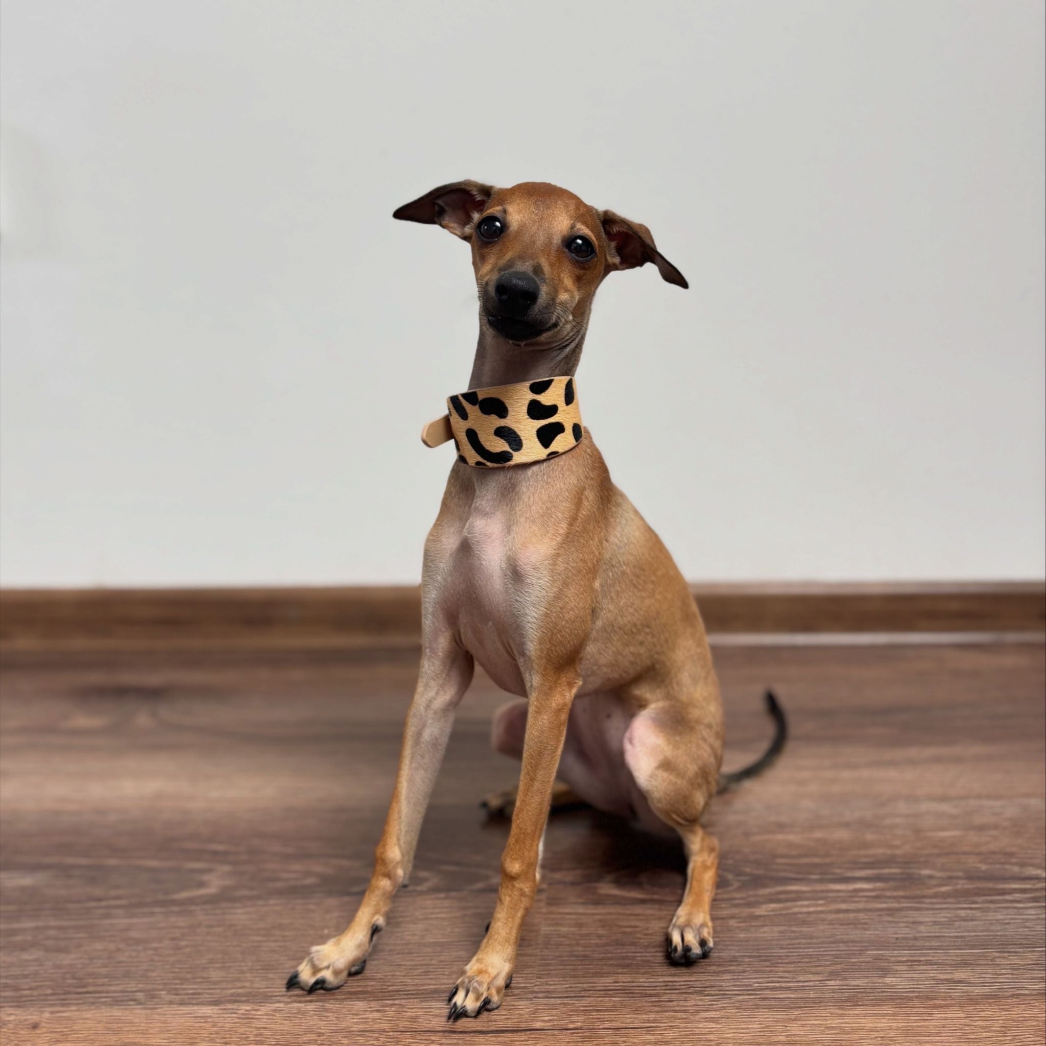 leopard-xs-wide-italian-greyhound.jpg