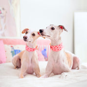 Szeroka obroża dla psa Love