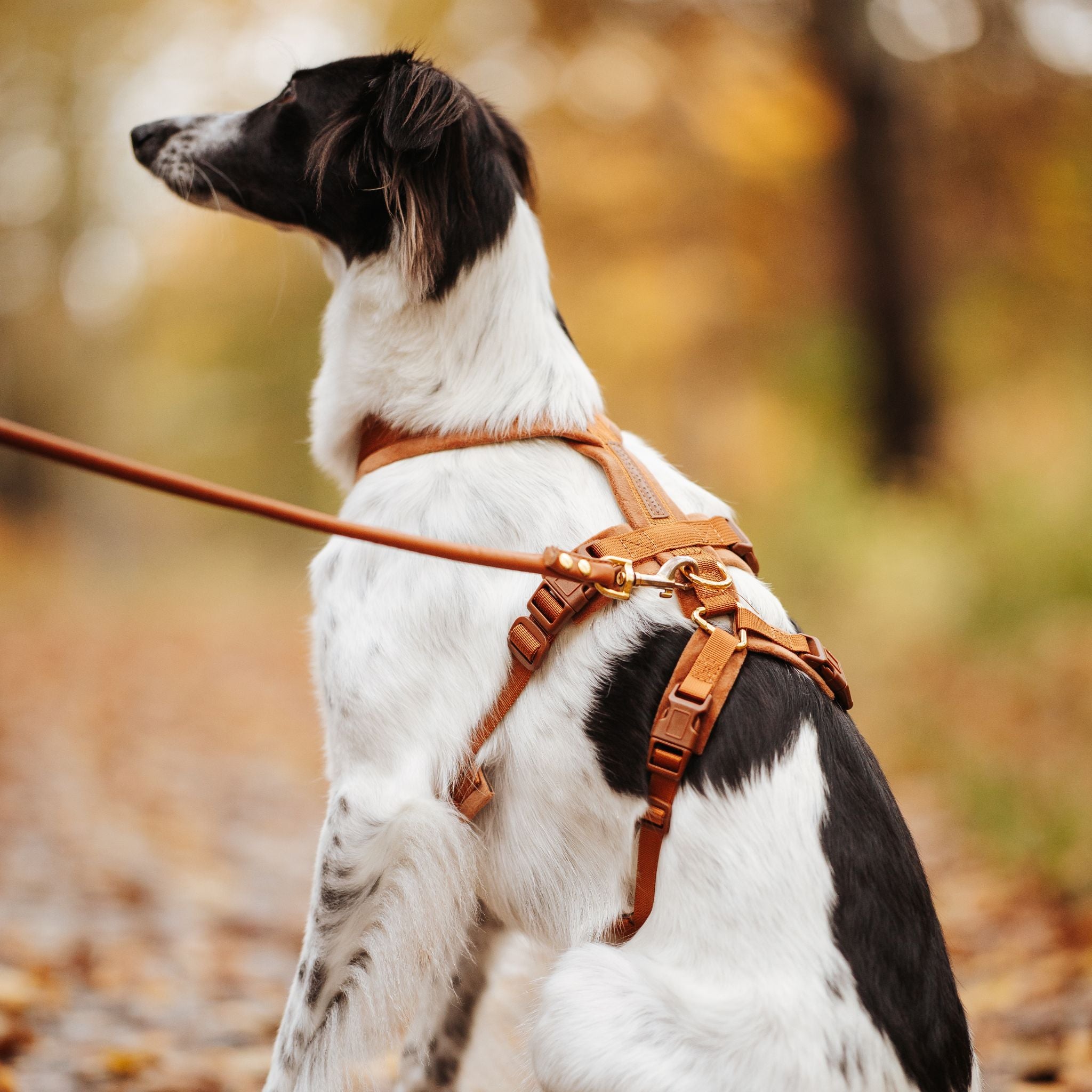 mocha-brown-harness-size-s-silken-windsprite-back.jpg