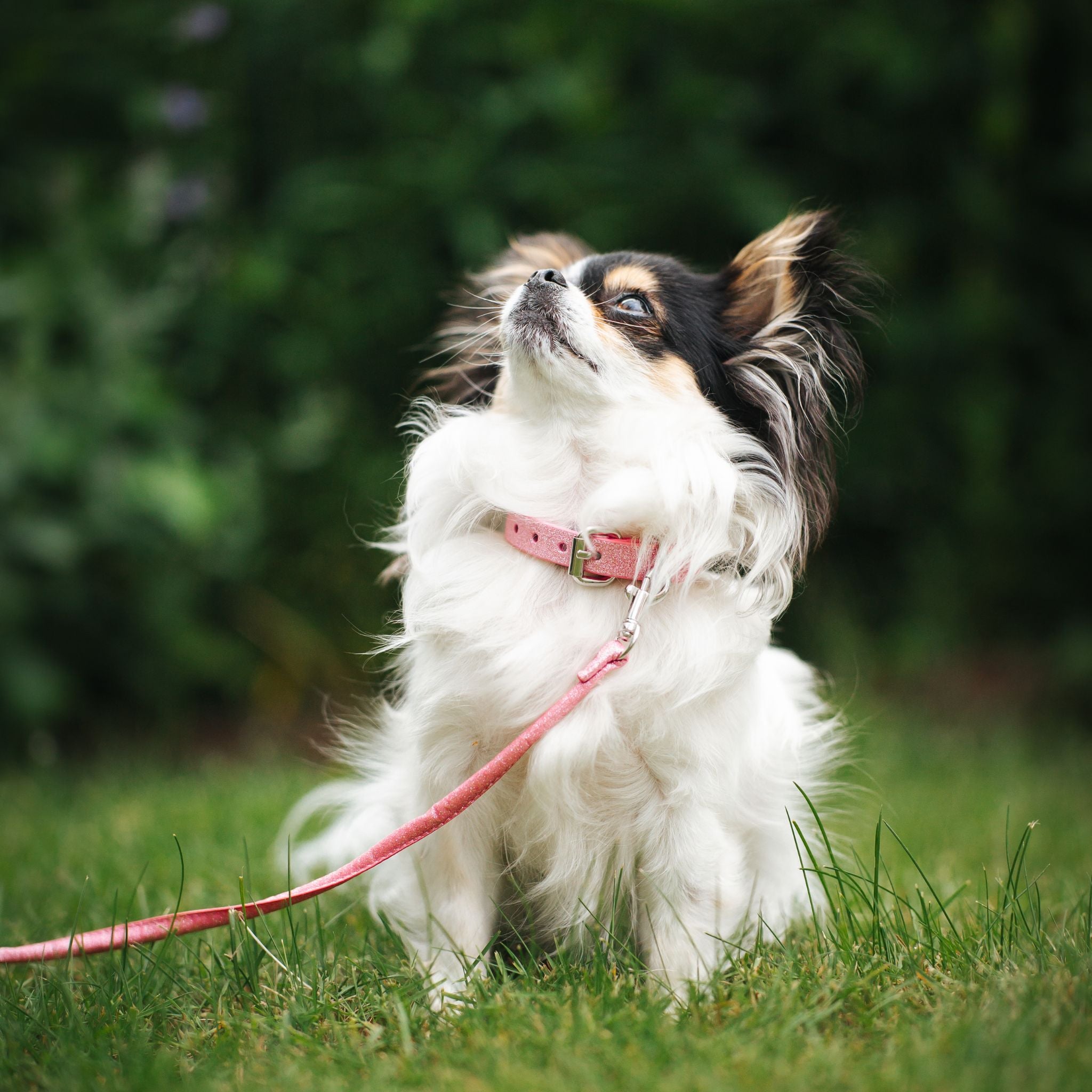 Pink Glitter Dog Collar Thin