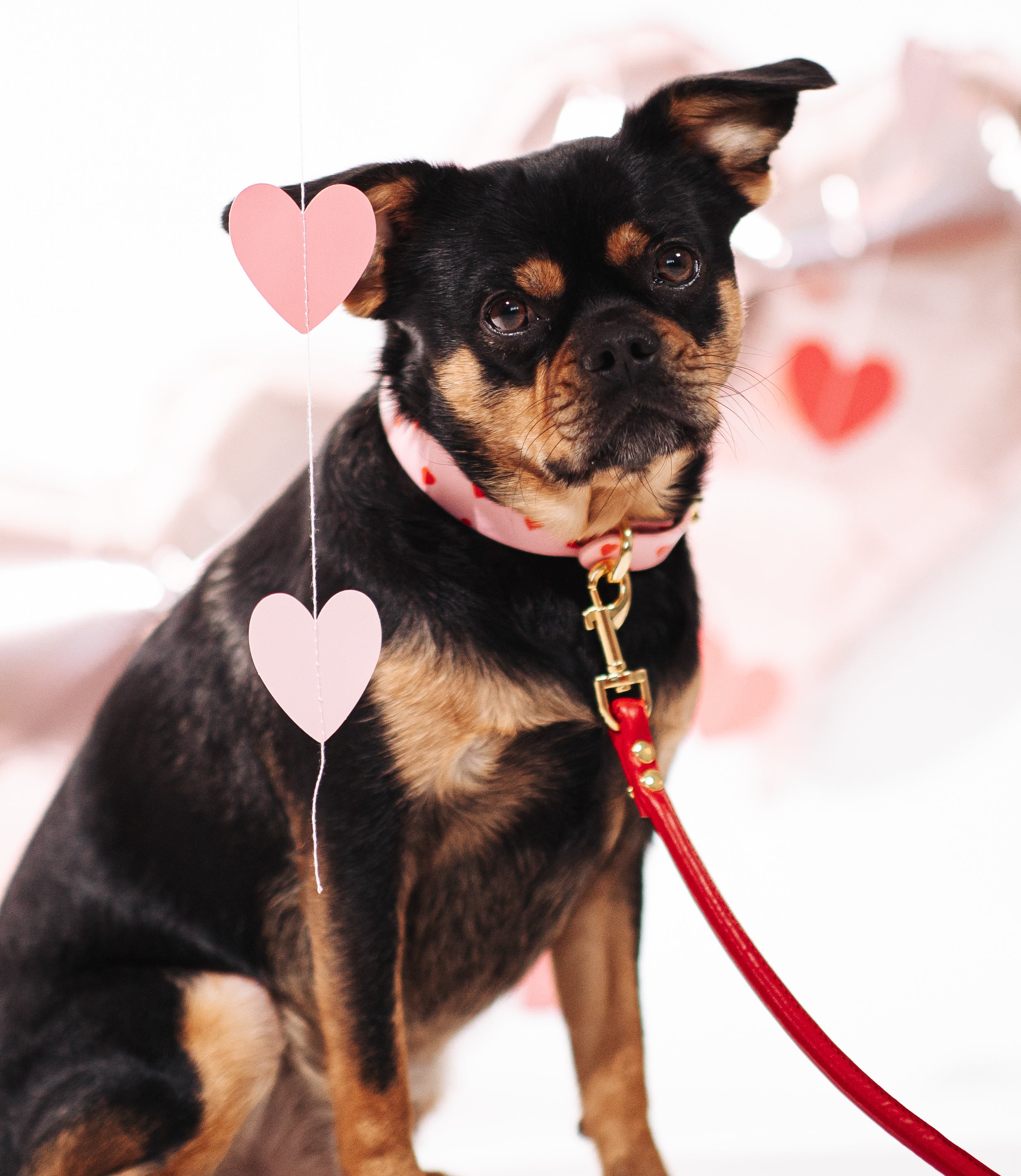 Cienka obroża dla psa Love