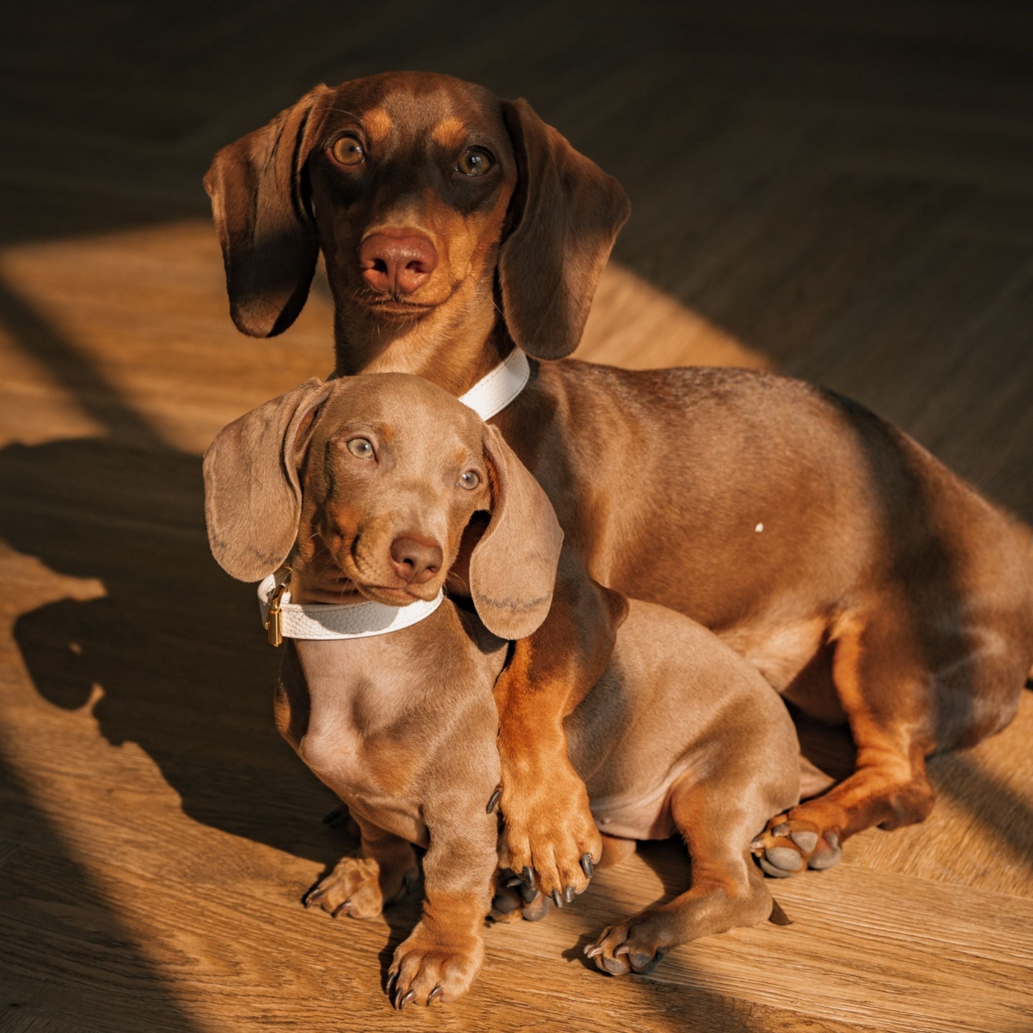 white-dog-collar-thin-dachshunds.jpg
