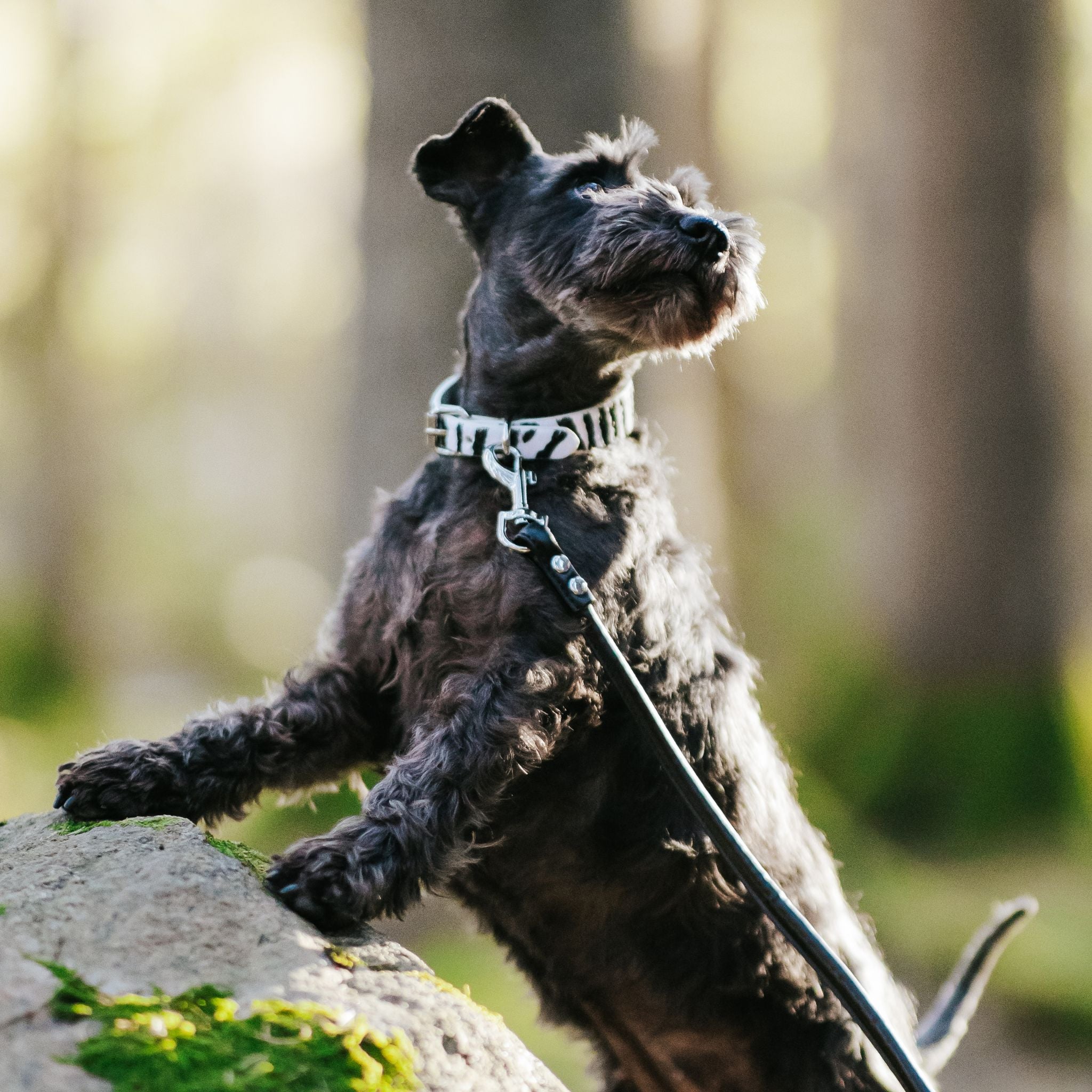 Obroża dla psa w paski zebry - cienka