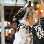 Zebra Obroża Dla Psów - Szeroka