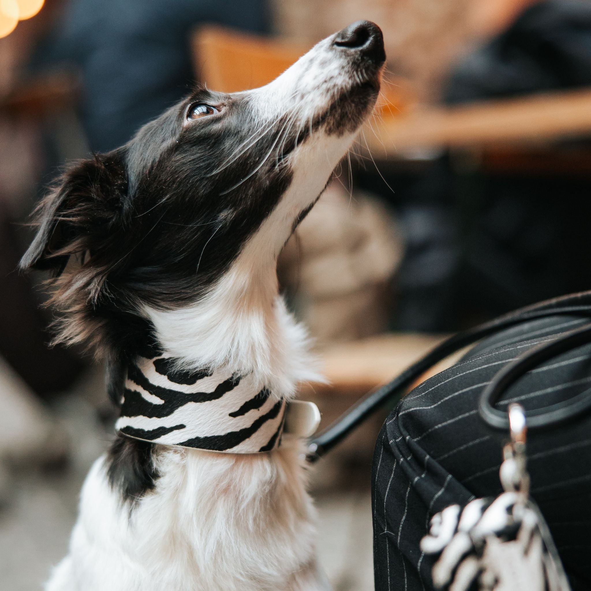 Zebra Obroża Dla Psów - Szeroka
